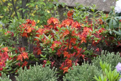 Produktbild von Rhododendron luteum 'Parkfeuer', gelb-orange, 40–50 cm