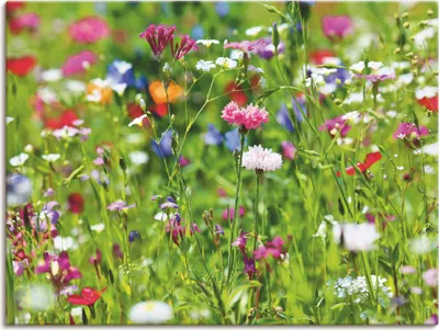Produktbild von fotoping: Blumenwiese, Produkt:Leinwand, Größe:45x60 cm / Leinwand
