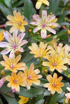 Produktbild von Lewisia longipetala 'Little Peach', pfirsichfarben, ca. 9x9 cm Topf