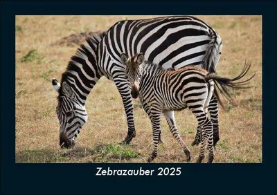 Produktbild von Zebrazauber 2025 Fotokalender DIN A5