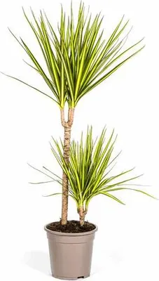 Image de Dracaena Marginata Sunray - Dracaena d'intérieur Ø 19 cm, hauteur 80-100 cm, plante décorative