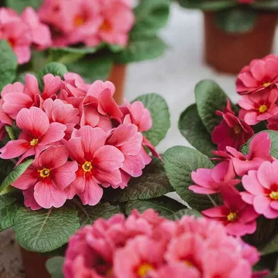 Zdjęcie produktu dla Nawoz Plyn 1Kg Rosliny Kwitnace ** Florovit