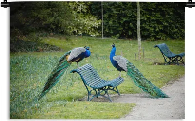 Produktbild von MuchoWow® Wandteppich Wandbehang Pfau - Bank - Park 60x40 cm Tapisserie Dekoration Wandtuch - Wanddekorationen