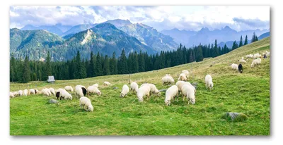 Produktbild von Tulup® Küchenrückwand Spritzschutz aus Glas -100x50 -Spritzschutz auf gehärtetes GlasDeko Landschaften Schafe Berge Tatra