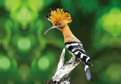 A close-up of a Hoopoe bird perched on a branch with a blurred green background.