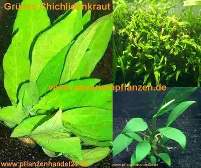 Produktbild von 3 Topf barschfeste Wasserpflanzen, Aquarium