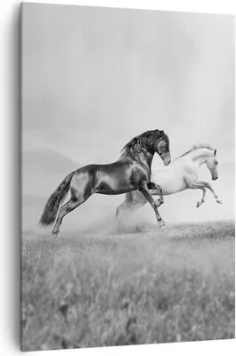Produktbild von Bild auf Leinwand - Leinwandbild - Einteilig - Pferde Tiere Galopp Wiese - 70x100cm - Wand Bild - Wanddeko - Wandbilder - Leinwanddruck - Wanddekoration - Leinwand bilder - Wandbild - PA70x100-2683