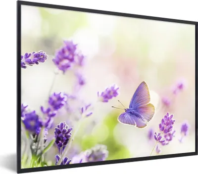 Produktbild von MuchoWow® Gerahmtes Poster Lavendel - Schmetterling - Blumen 80x60 cm - Poster mit Schwarzem Bilderrahmen Wandposter Rahmen Foto Bilder - Schwarzem - Mit Gestell