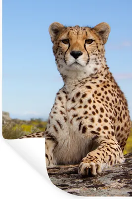 Produktbild von MuchoWow® Wandtattoo Wandsticker Wandaufkleber Leopard - Tiere - Natur 60x90 cm Selbstklebend und Repositionierbar - Sticker - Dekorfolie
