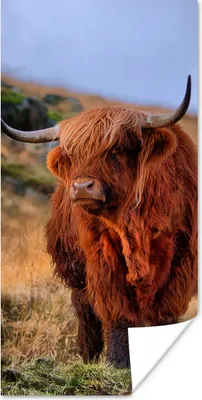 Produktbild von MuchoWow® Poster Schottische Highlander - Gras - Steine 20x40 cm - Plakat - Foto