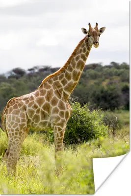 Produktbild von MuchoWow® Poster Giraffe - Pflanzen - Tier 20x30 cm - Papierdruck