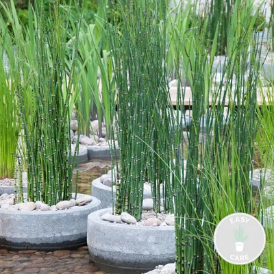 Produktbild von Bloomique - Equisetum Japonicum - Japanischer Schachtelhalm - Teichpflanzen Winterhart - Wasserpflanzen - Zone 2-3 - Höhe 20-30 cm - Topf 9 cm