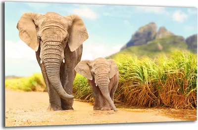 Produktbild von Herdabdeckplatte Glaskeramikkochfeld-Abdeckung Spritzschutz Glas 80x52 Elefant