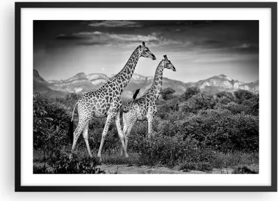 Produktbild von Gerahmtes Poster - Schwarzer Rahmen - Giraffen Schwarzweiß Fotografie - 70x50 cm - Wand Bild - Wanddeko - Wandbilder - Kunstposter - Wandposter - Bilderrahmen - Bilder - Kunstdruck - P2BAA70x50-4441