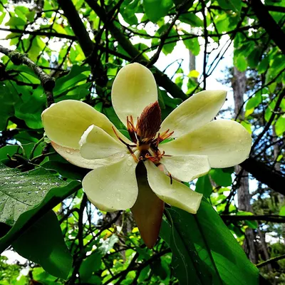 Zdjęcie produktu dla Magnolia wielkokwiatowa (Magnolia grandiflora) – 5 nasion