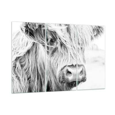 Produktbild von Bilder auf glas - 3 Teile - Kuh Scotch Tier - 105x70cm - Glasbilder - Wandbilder - Bilder - zum Aufhängen bereit - Wanddekoration aus Glas - Glas Bilder - Wandbild auf Glas - GCE105x70-5129