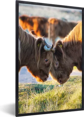 Produktbild von MuchoWow® Gerahmtes Poster Schottische Highlander - Tiere - Sonne 40x60 cm - Poster mit Schwarzem Bilderrahmen Wandposter Rahmen Foto Bilder - Papierdruck - Wandbilder
