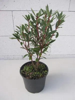 Produktbild von Tasmanischer Bergpfeffer - Gewürzrindenbaum - Drimys lanceolata Red Spice ® - 30-40cm