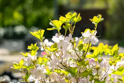 Produktbild von Rhododendron schlippenbachii, Azalee, rosa Blüten, 40–50 cm