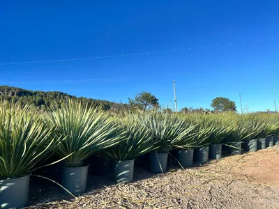 A row of potted Yucca Rostrata plants in an outdoor nursery setting under a clear blue sky.