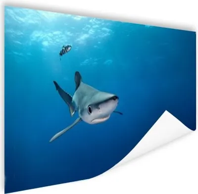 Produktbild von MuchoWow® Poster Großer Blauer Hai 120x80 cm - Bilder