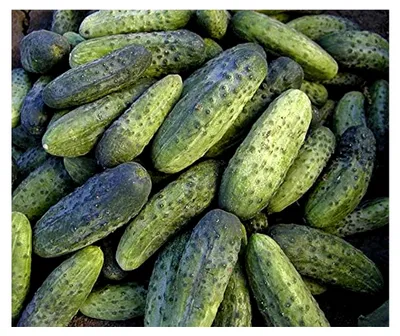 Produktbild von Gurkensamen Iwonna F1 Einlegegurke Portion