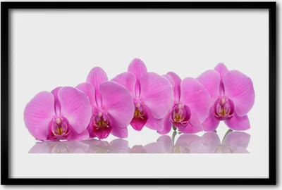 Produktbild von Bild 60x40 MDF-Rahmen Wandkunst Rosa Orchideen-Blumen