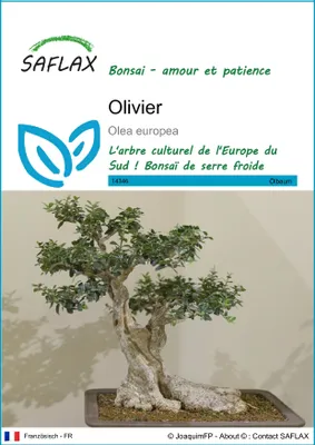 Image de SAFLAX  - Olivier - 20 graines - Olea
