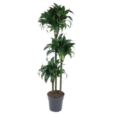 Image de Dracaena Tatuade - 140 cm - Ø24