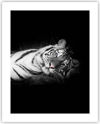 Produktbild von Poster - Poster ohne Rahmen - Weiß Tiger Schwarz und Weiß - 40x50 cm - Wand Bild - Wanddeko - Wandbilder - Kunstposter - Wandposter - Bilder - Kunstdruck - Wanddekoration - Wandbild - P2XPA40x50-4247