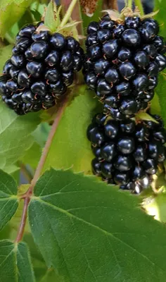 Image de Rubus fruticosus 'Triple Crown' / Murier 'Triple Crown' (Sans épine)