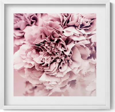 Produktbild von Blassrosa Pfingstrosenblüten– Wandbild mit Rahmen – Gerahmtes Bild  – Wanddekoration – 50x50 cm –  Weiß Rahmen