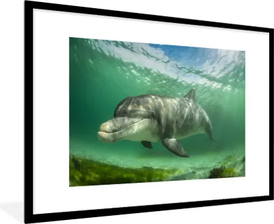 Produktbild von MuchoWow® MuchoWow® Gerahmtes Poster Delfin - Tiere - Wasser 90x60 cm - Poster mit zchwarzem Bilderrahmen - Wanddekoration - Fotos