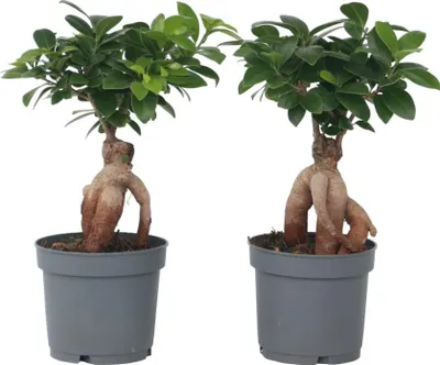 Produktbild von Bonsaibaum - 4 Stk - Ficus microcarpa - Höhe 30-40cm - ⌀12cm