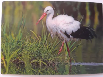 Produktbild von 3 D Ansichtskarte Storch, Postkarte Wackelkarte Hologrammkarte Tiere Vogel Vögel