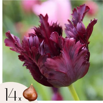 Zdjęcie produktu dla Tulipany - 14 szt - Tulipa 'Black Parrot' - Cebulki kwiatowe - Fioletowy