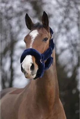 Produktbild von Equitheme Teddy Halfter  Pony  Pony