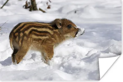 Produktbild von MuchoWow® Poster Wildschwein - Tier - Schnee 120x80 cm - Bilder
