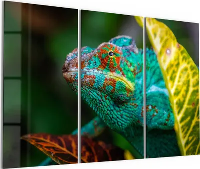 Produktbild von DEQORI Glasbild Echtglas 3x50x100 cm 'Chamäleon hinter Blatt' Wandbilder XXL groß