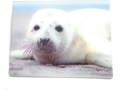 Zdjęcie produktu dla Onwomania Seal Baby Seal 9x7cm 3D Magnetyczny magnes na lodówkę Magnetyczny obrazek Magnes książkowy Biały