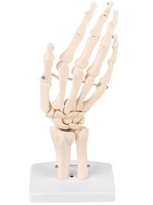 Zdjęcie produktu dla Model anatomiczny nadgarstka człowieka w naturalnej wielkości, przeznaczony do celów edukacyjnych