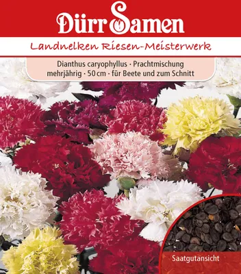 Produktbild von Dürr-Samen - Land- oder Gartennelke Prachtmischung mehrjährig 50 cm - Saatgut - 1330