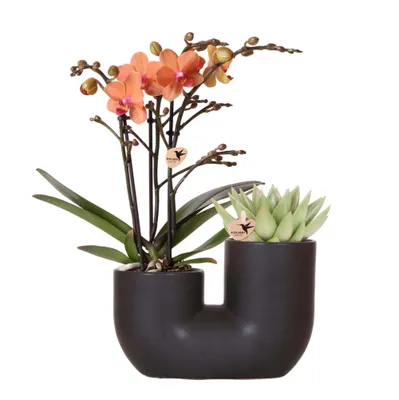 Obrázok produktu pre Kolibrí orchidey Sada oranžovej orchidey Bolzano a sukulentu v ?iernom dekoratívnom rúrkovom kvetiná?i ve?kosti 9 cm