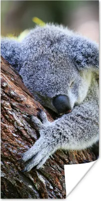 Produktbild von MuchoWow® Poster Koala - Baum - Schlaf - Kinder - Jungen - Mädchen 20x40 cm - Plakat - Foto