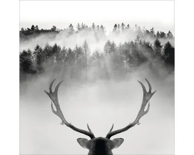 Produktbild von Glasbild King of the Forest GLA2290 20x20 cm