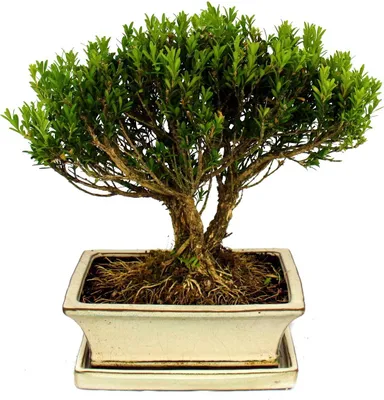 Produktbild von Bonsai-Buchsbaum, *Buxus herlandii*, Topfgröße 20 cm, Buchsbaum - Bonsai für den Außenbereich