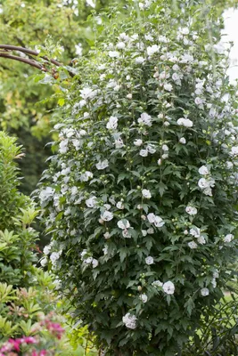 Produktbild von Hibiscus syriacus 'Speciosus', Gartenhibiskus, weiß, 40–50 cm