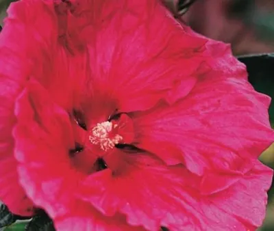 Immagine prodotto di XXL Hibiscus moscheutos 'Robert Fleming' ®  Ibisco gigante Ibisco arbustivo