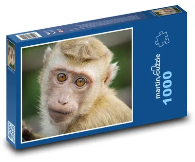 Obrázek produktu pro martinpuzzle - Puzzle 1000 - Opice - roztomilý, zoo