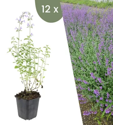 Produktbild von Plants by Frank | 12 Katzenminze Pflanzen | Nepeta 'Walker's Low' | Bodendecker | Winterhart | Mehrjährig | Gartenpflanzen